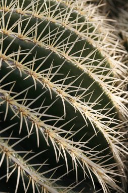 Kaktüs kakaosu ya da Echinocactus Grusonii, Atlas Okyanusu 'nda İspanya' nın Kanarya Adaları 'ndaki Lanzarote Adası' ndaki Guatiza köyündeki Kaktüs Bahçesi 'nde Meksika' dan gelen Echinocactus Grusonii. İspanya, Kanarya Adaları, Lanzarote, Şubat 2008