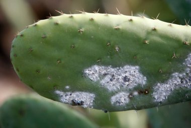 Carmine Cochineal Whiteflies, Atlas Okyanusu 'nda İspanya' nın Kanarya Adaları 'ndaki Lanzarote Adası' ndaki Guatiza köyündeki Carmine Çiftliği 'nde bulunur. İspanya, Kanarya Adaları, Lanzarote, Şubat 2008