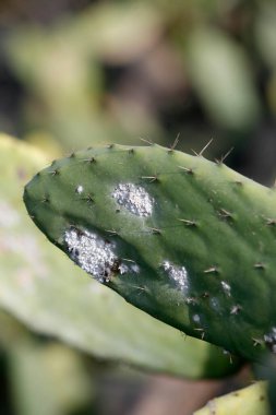 Carmine Cochineal Whiteflies, Atlas Okyanusu 'nda İspanya' nın Kanarya Adaları 'ndaki Lanzarote Adası' ndaki Guatiza köyündeki Carmine Çiftliği 'nde bulunur. İspanya, Kanarya Adaları, Lanzarote, Şubat 2008