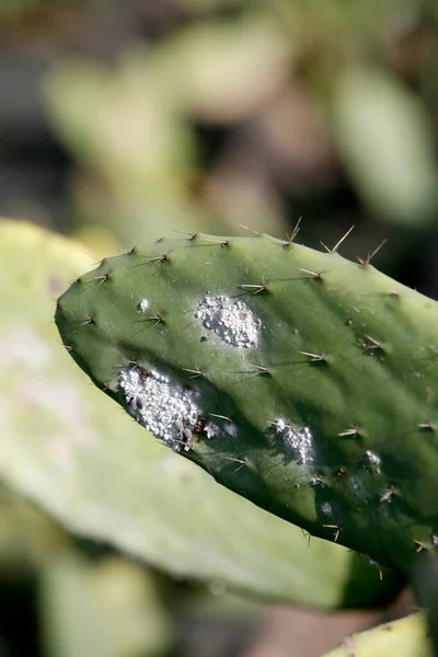 Carmine Cochineal Whiteflies Una Piantagione Carminio Nel Villaggio Guatiza Sull Immagine Stock