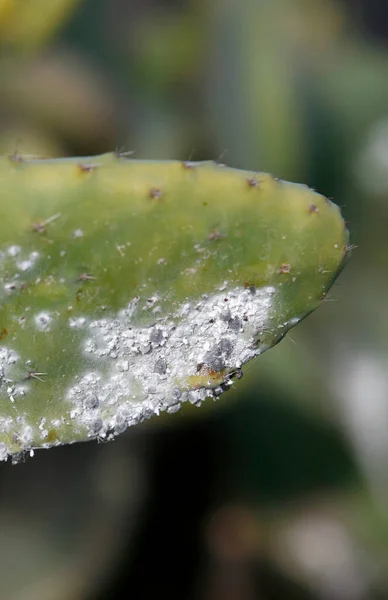 Carmine Cochineal Whiteflies Una Piantagione Carminio Nel Villaggio Guatiza Sull Immagini Stock Royalty Free