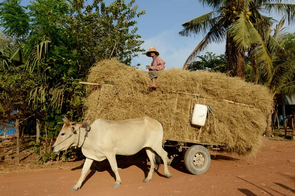 Ázsia kambodzsai angkor thom — Stock Fotó