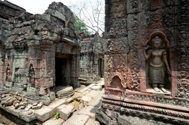 Asya Kamboçya angkor ta prohm