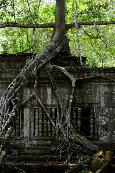 Asien Kambodja angkor beng mealea — Stockfoto