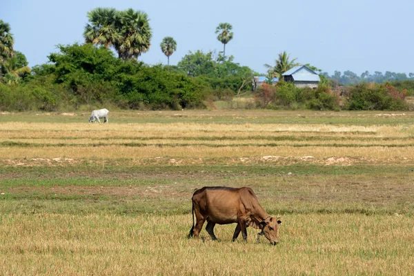 ASIA CAMBODIA SIEM RIEP TONLE SAP — Stock Photo, Image