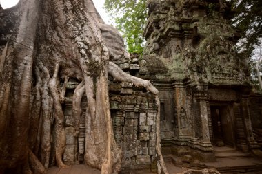 Asya Kamboçya angkor ta prohm