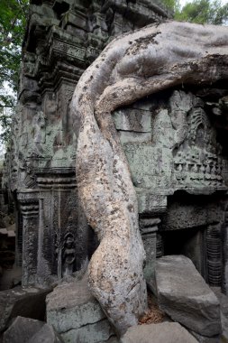Asya Kamboçya angkor ta prohm