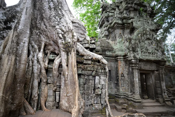 Asya Kamboçya angkor ta prohm