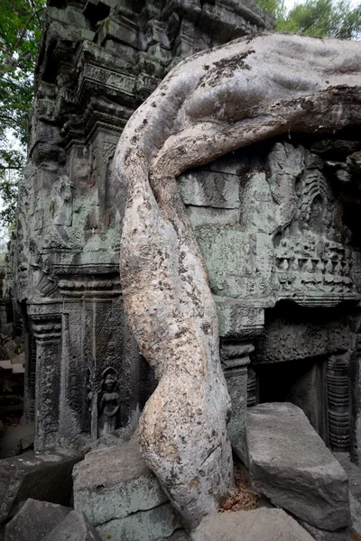 ASIA CAMBODIA ANGKOR TA PROHM — Stock Photo, Image