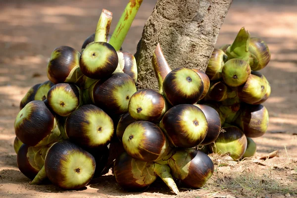 Asien Kambodja siem riep tonle sap — Stockfoto