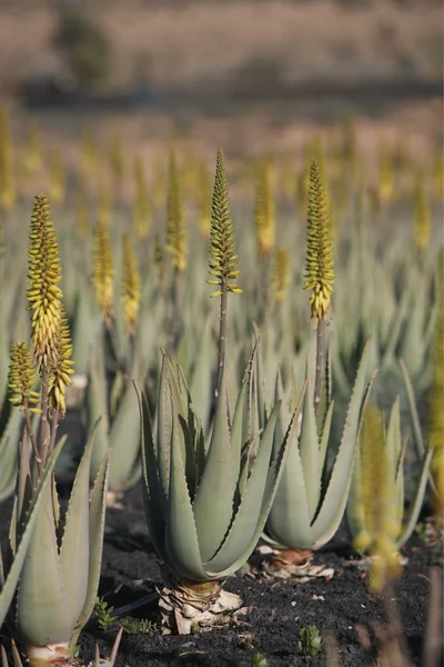 Europa Kanarieöarna fuerteventura — Stockfoto