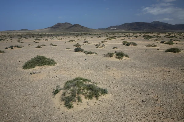 Evropa Kanárské ostrovy fuerteventura — Stock fotografie