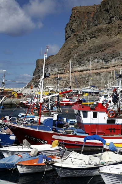 EUROPA GRÃO ESPÍSICA CANARIA — Fotografia de Stock