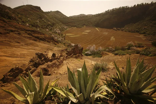 CANARIA DEL GRAN SPAGNA DELL'EUROPA — Foto Stock