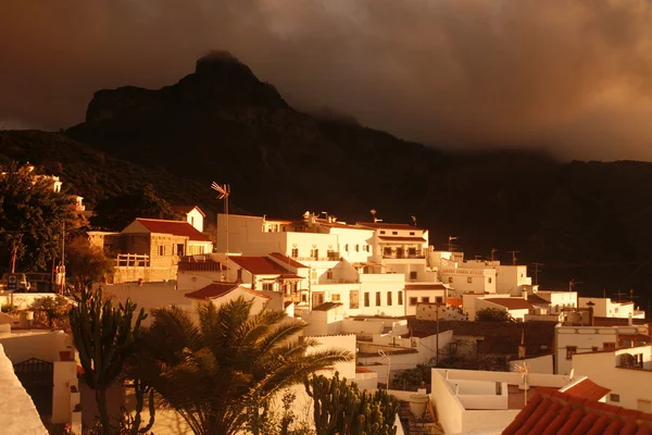 EUROPA GRÃO ESPÍSICA CANARIA — Fotografia de Stock