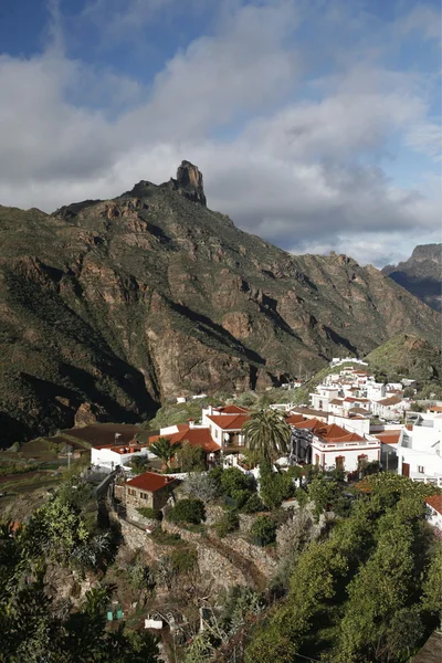 EUROPA GRÃO ESPÍSICA CANARIA — Fotografia de Stock