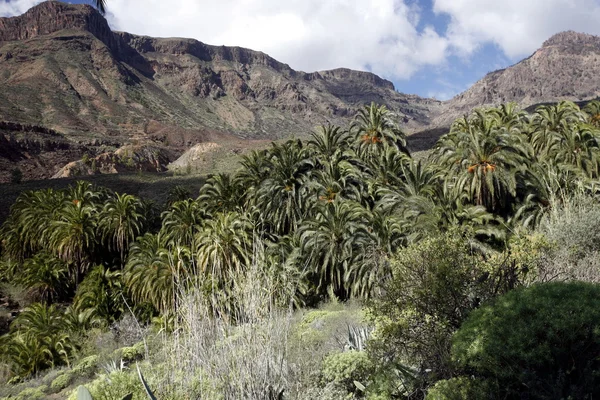 EUROPA GRÃO ESPÍSICA CANARIA — Fotografia de Stock