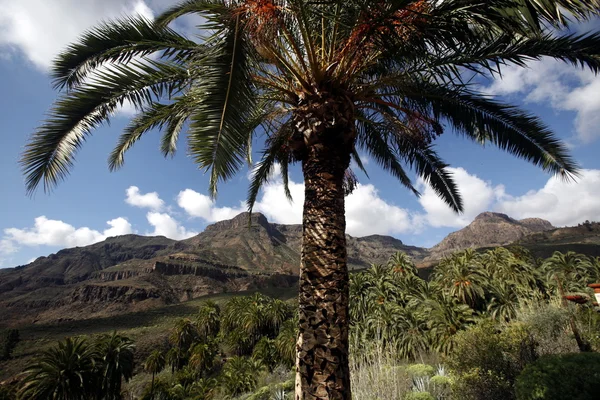 Europe Spian Gran Kanarya 