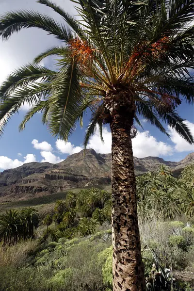 Europe Spian Gran Kanarya 