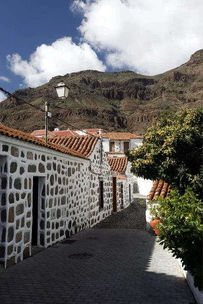 EUROPA GRÃO ESPÍSICA CANARIA — Fotografia de Stock