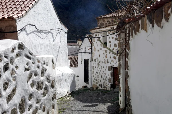 EUROPA GRÃO ESPÍSICA CANARIA — Fotografia de Stock