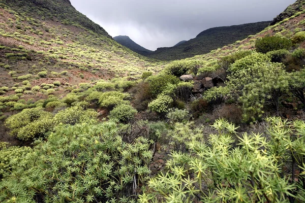 EUROPA GRÃO ESPÍSICA CANARIA — Fotografia de Stock