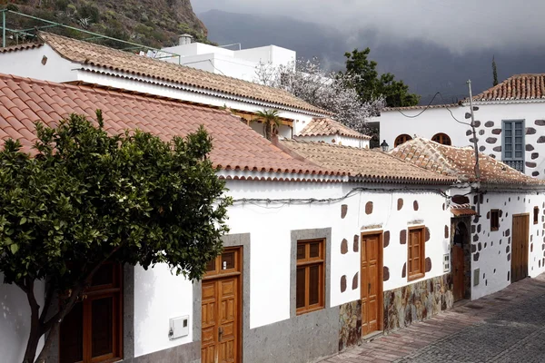 EUROPA GRÃO ESPÍSICA CANARIA — Fotografia de Stock