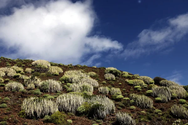 EUROPA GRÃO ESPÍSICA CANARIA — Fotografia de Stock