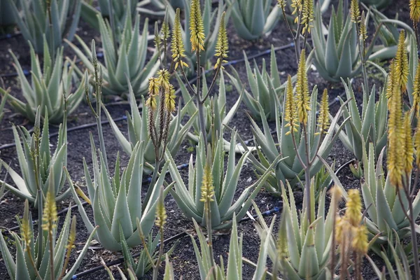 ILHAS CANÁRIAS DA EUROPA LANZAROTE — Fotografia de Stock