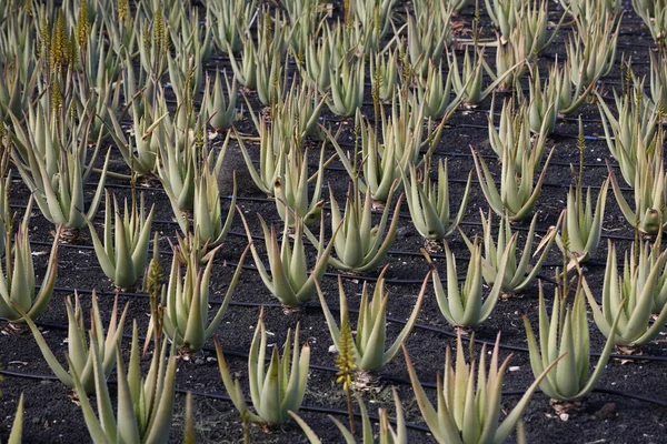 ILHAS CANÁRIAS DA EUROPA LANZAROTE — Fotografia de Stock