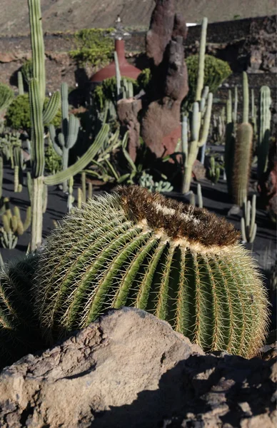 Európa Kanári-szigetek Lanzarote — Stock Fotó