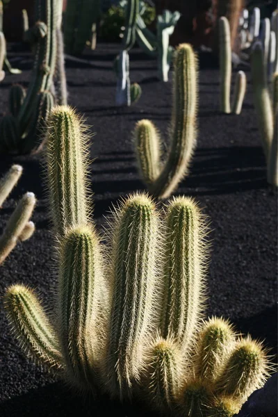 ILHAS CANÁRIAS DA EUROPA LANZAROTE — Fotografia de Stock