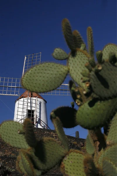 Evropě Kanárské ostrovy Lanzarote — Stock fotografie