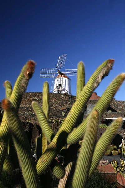 Európa Kanári-szigetek Lanzarote — Stock Fotó