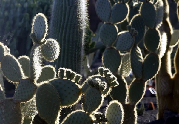 EUROPE CANARY ISLANDS LANZAROTE — Stock Photo, Image