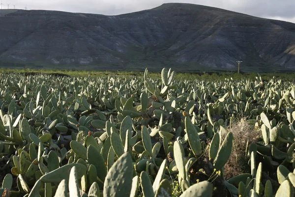 Europe Kanarya Adaları Lanzarote — Stok fotoğraf