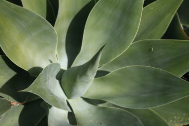 Europe Kanarya Adaları Lanzarote