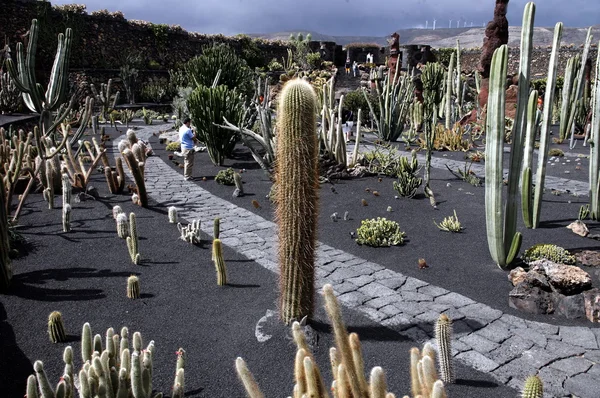 Cactus Garden Village Guatiza Island Lanzarote Canary Islands Spain Atlantic — Stock Photo, Image