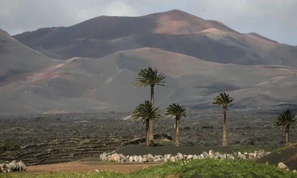 EUROPE CANARY ISLANDS LANZAROTE — Stock Photo, Image