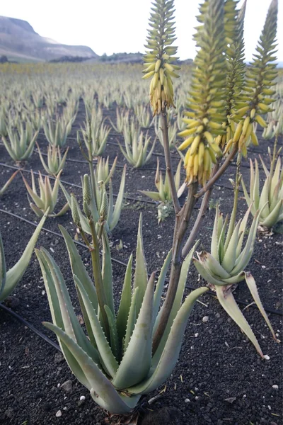 Europe Kanarya Adaları Lanzarote — Stok fotoğraf