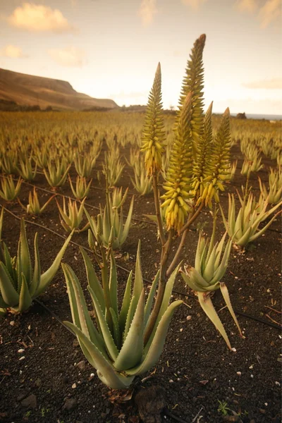 ILHAS CANÁRIAS DA EUROPA LANZAROTE — Fotografia de Stock