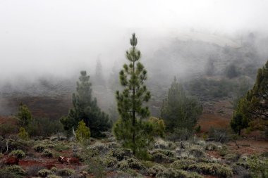 İspanya Kanarya Adaları Tenerife