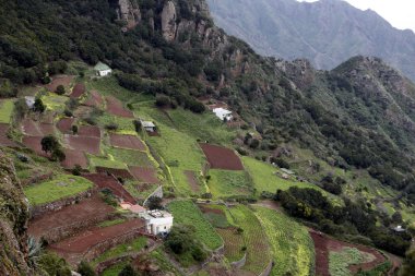 İspanya Kanarya Adaları Tenerife