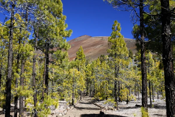 SPAIN CANARY ISLANDS TENERIFE — Stock Photo, Image