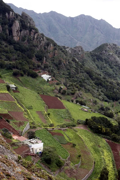 ESPANHA ILHAS CANÁRIAS TENERIFE — Fotografia de Stock