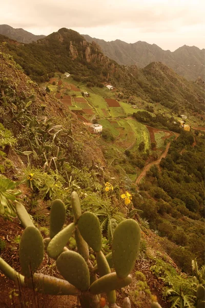 Spanien Kanarieöarna Teneriffa — Stockfoto