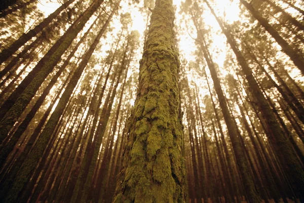 Skog Centrum Teneriffa Öarna Kanarieöarna Spanien Atlanten — Stockfoto