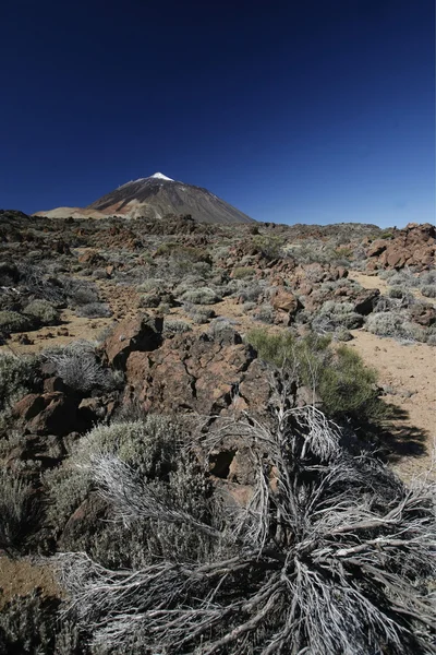 Španělsko Kanárské ostrovy Tenerife — Stock fotografie