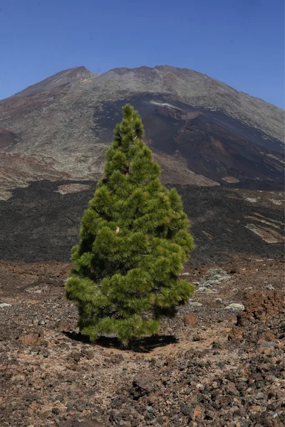 Spanien Kanarieöarna Teneriffa — Stockfoto