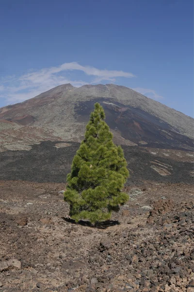 SPAIN CANARY ISLANDS TENERIFE — Stock Photo, Image